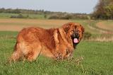 DOGUE DU TIBET 646